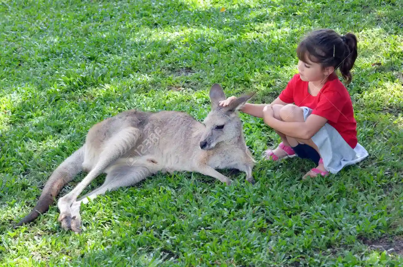 Little-child-petting-grey-kangaroo-in-Houston-houston-rodeo-petting-zoo