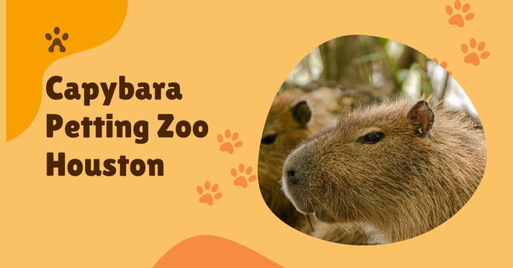 Capybara Petting Zoo in Houston