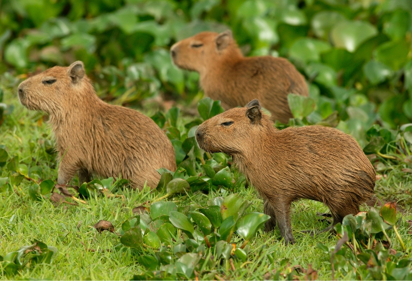 Capybara Petting Zoo