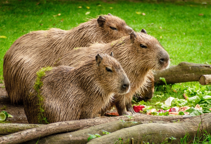 Capybara Zoo Houston